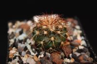 Discocactus-bahiensis-ssp.-gracilis-HU-485-C